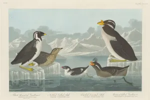 Black-throated Guillemot, Nobbed-billed Auk, Curled-Crested Auk and Horned-billed