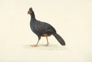Le Vaillant Prints: Black walking bird with short thick red beak