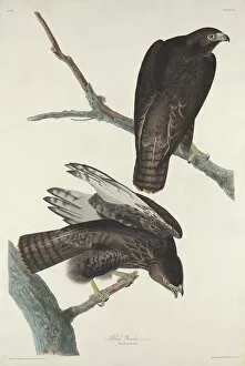 Falcon Collection: Black Warrior, 1830. Creator: Robert Havell