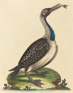 Black and White Water-Fowl with Blue Throat. Creator: George Edwards Black and White Water-Fowl with Blue Throat. Creator: George Edwards