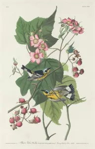 Raspberries Prints: Black and Yellow Warbler, 1831. Creator: Robert Havell