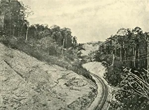 Winding Gallery: In the Blackall Ranges, 1901. Creator: Unknown