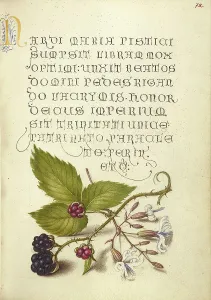 Blackberry and Nottingham Catchfly, 1561-1562; illumination added 1591-1596. Creator: Joris Hoefnagel