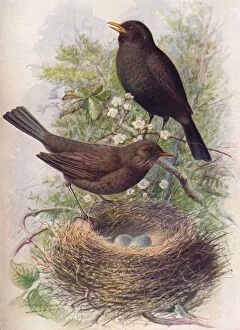 W Chambers Gallery: Blackbird - Tur dus mer ula, c1910, (1910). Artist: George James Rankin