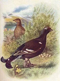 Birds And Their Nests Collection: Blackcock or Black-Grouse - Tet rao tet rix, c1910, (1910). Artist: George James Rankin