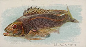 Lindner Eddy Claus Prints: Blackfish, from the Fish from American Waters series (N8) for Allen &amp