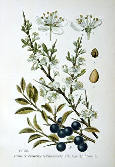 Fruit Collection: Blackthorn, 1893