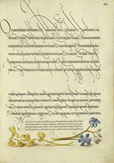 Bocskay Georg Prints: Bladder Senna and Alpine Squill; Mira calligraphiae monumenta
