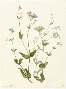 Herman Saftleven Prints: Bladder Senna and Sticky Catchfly, 1682. Creator: Herman Saftleven the Younger
