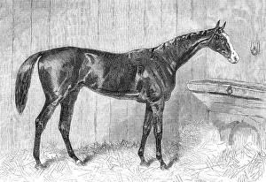 Race Horse Prints: Blair Athol, the Winner of the Derby, 1864. Creator: Unknown