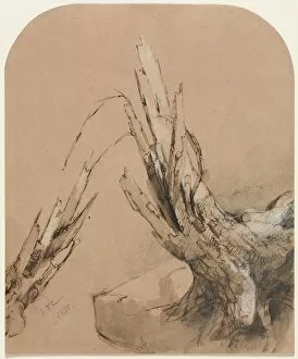 Cropsey Collection: A Blasted Tree (recto) Floorplan (verso), 1851. Creator: Jasper F. Cropsey (American, 1823-1900)
