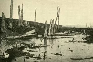 Devastation Gallery: Blasted trees by the River Ancre, northern France, First World War, 1916, (c1920)
