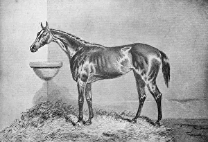 Stable Prints: Blink Bonny, 1854-1862, (1911)