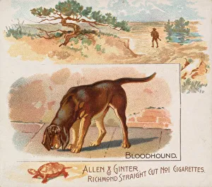 Bloodhound, from Quadrupeds series (N41) for Allen & Ginter Cigarettes, 1890