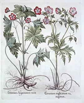 Bloody Cranesbill and Bigroot Cranesbill, from Hortus Eystettensis, by Basil Besler (1561-1629)