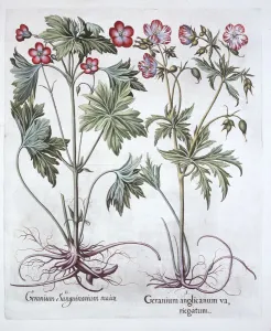 Geranium Gallery: Bloody Cranesbill and Bigroot Cranesbill, from Hortus Eystettensis, by Basil Besler (1561-1629)