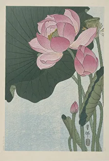 Koson 1877 1945 Prints: Blooming lotus flowers, 1920-1930. Creator: Ohara, Koson (1877-1945)