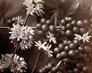 Ceylon Sri Lanka Prints: The blossom and fruit of a coffee tree (Coffea arabica), c1860s. Creator: Unknown