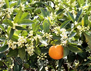 Orange Tree Prints: Blossom and fruit on an orange tree, Majorca, Spain