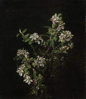 Black Background Prints: Blossoming branch of an apple tree, 1875. Creator: Henri Fantin-Latour