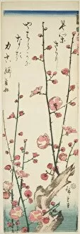 Hiroshige Ichiyusai Collection: Blossoming plum branches, c. 1843/47. Creator: Ando Hiroshige