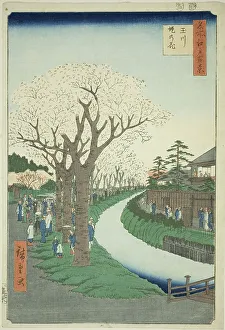 Oban Prints: Blossoms on the Tama River Embankment (Tamagawa-zutsumi no hana)
