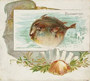 Aquatic Gallery: Blowfish, from Fish from American Waters series (N39) for Allen & Ginter Cigarettes
