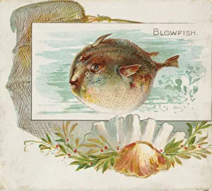 Aquatic Prints: Blowfish, from Fish from American Waters series (N39) for Allen & Ginter Cigarettes