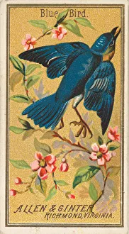 Talon Prints: Blue Bird, from the Birds of America series (N4) for Allen & Ginter Cigarettes Brands