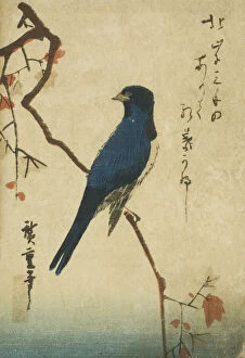 Hiroshige Ichiyusai Collection: Blue bird on maple branch, n. d. Creator: Ando Hiroshige