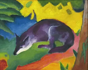 Animals And Birds Collection: Blue-Black Fox, 1911