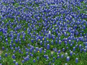 Tom Artin Prints: Blue Bonnets. Creator: Tom Artin