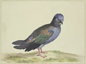 Dove Prints: A blue dove with green and black wings, 17th century. Creator: Herman Henstenburgh