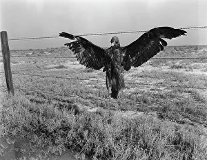 A very blue eagle, along California highway, 1936. Creator: Dorothea Lange