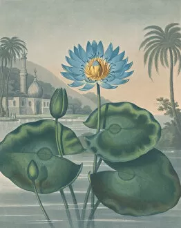 Waterlily Gallery: The Blue Egyptian Water Lily, September 11, 1804. Creator: Joseph Constantine Stadler