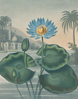 Tropical Prints: The Blue Egyptian Water Lily, September 11, 1804. Creator: Joseph Constantine Stadler