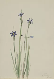 Flowering Gallery: Blue-eyed-grass (Sisyrinchium angustifolium), 1920. Creator: Mary Vaux Walcott