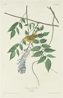 Warbler Prints: Blue-eyed Yellow Warbler, 1830. Creator: Robert Havell
