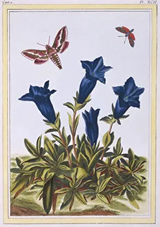 Moths Prints: Blue Gentian (Trumpet Flower), pub. 1776. Creator: Pierre Joseph Buchoz (1731-1807)