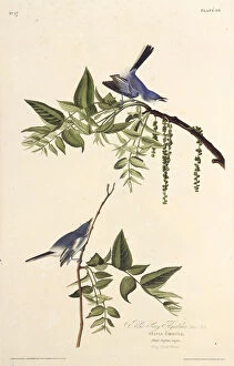 Animals And Birds Collection: The blue-gray gnatcatcher. From The Birds of America, 1827-1838. Creator: Audubon