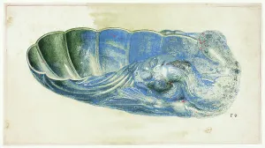 Grison Prints: Blue and Green Shell with Dragon's Head, n.d. Creator: Giuseppe Grisoni