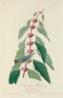 Blue-green Warbler, 1828. Creator: Robert Havell