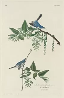 Crested Flycatcher Gallery: Blue-grey Flycatcher, 1830. Creator: Robert Havell