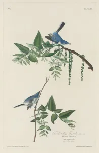 Crested Flycatcher Prints: Blue-grey Flycatcher, 1830. Creator: Robert Havell