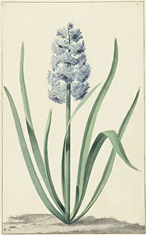 Hyacinthus Prints: The blue hyacinth Franciscus Primus, 1762. Creator: Jan Augustini