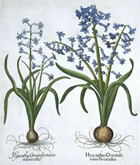 Basil Gallery: Two blue hyacinths, 1613