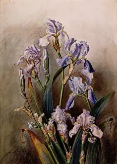1901 Prints: Blue iris flowers, 1901. Creator: JA Sherlock