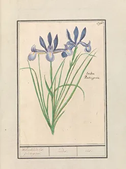 Boodt Anselmus De Prints: Blue Iris (Iris sibirica), 1596-1610. Creators: Anselmus de Boodt, Elias Verhulst