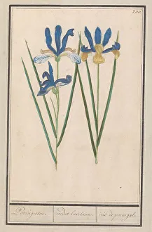 Boodt Anselmus De Prints: Blue Iris (Iris sibirica), 1596-1610. Creators: Anselmus de Boodt, Elias Verhulst