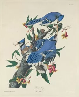 Ornithology Collection: Blue Jay, 1831. Creator: Robert Havell